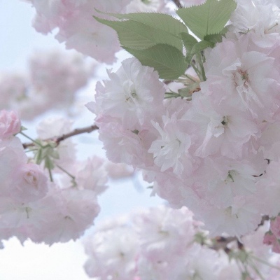 措勤福瑞交流群